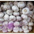Golden Supplier of Fresh White Garlic New Crop